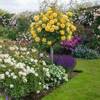 295+ Rose Tree Seeds, Perennial Flower Bush for Outdoor Home Garden Yard Landscape Decoration, Hardy Ornamental Flowering Shrub Gardening Gift