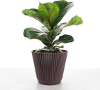 Thorsen's Greenhouse Ficus Lyrata, Fiddle Leaf Fig Plant, Rare, Live Indoor Plant, Collector Plant, Beautiful Foliage, Statement Piece, 6" Diameter Pot (Chocolate, 6" Pot)