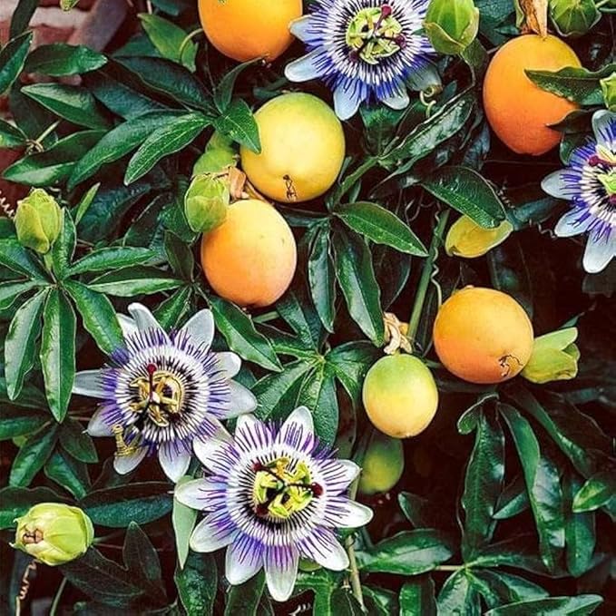 13+ Rare Yellow Passion Fruit Seeds for Tropical Gardens,Exotic Organic Fruit Seeds Non-GMO Heirloom Passion Seed for Home Outdoor