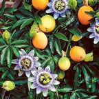 13+ Rare Yellow Passion Fruit Seeds for Tropical Gardens,Exotic Organic Fruit Seeds Non-GMO Heirloom Passion Seed for Home Outdoor