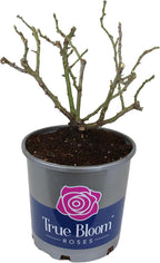 Fresh Roses for Delivery Prime, Red Roses Live Rose Bush Plants, Indoor Rose Plant Lover Gifts, Fresh Flowers for Delivery Prime, Potted Rose Plant Live Plants, Outdoor Plants Live by Plants for Pets
