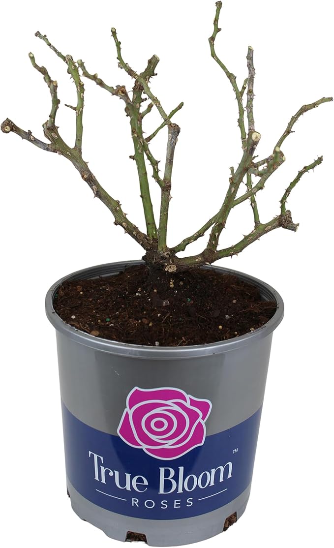 Fresh Roses for Delivery Prime, Red Roses Live Rose Bush Plants, Indoor Rose Plant Lover Gifts, Fresh Flowers for Delivery Prime, Potted Rose Plant Live Plants, Outdoor Plants Live by Plants for Pets