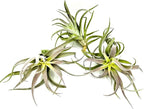 ragnaroc Air Plants - Tillandsia Cacticola, Jumbo 6-9" - 1ct - Live Arrival Guaranteed - House Plants for Home Decor & Gift