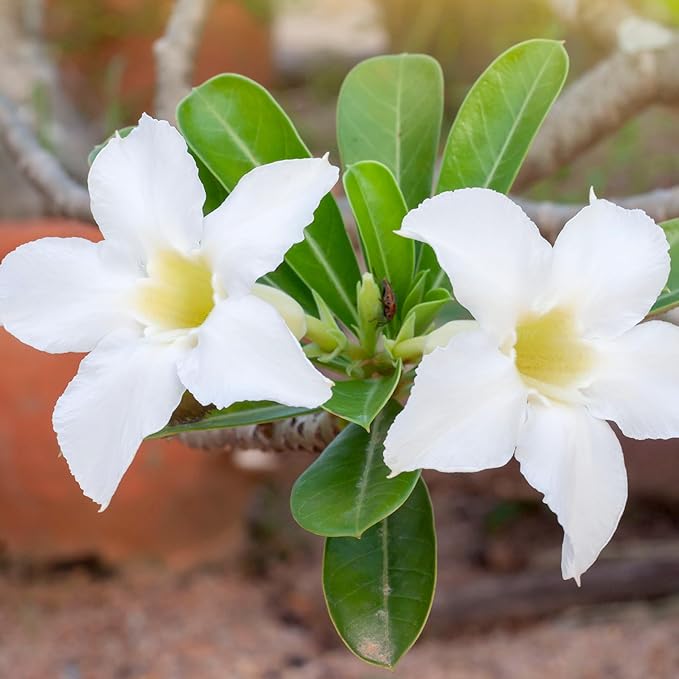 White Desert Rose Plant Live Succulent, 1 Gal Grower Pot, Adenium Desert Rose Plant Live Indoor Houseplants & Outdoor Succulents, Easy Care Flowering Plants by Plants for Pets