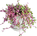 Sprout N Green 4" Ruby Necklace with White Stripe Pot, Live Othonna capensis L.H.Bailey Succulent, Purple Hanging Trailing House Plant for Home Office Wedding Decoration DIY Project Party Favor