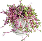 Sprout N Green 4" Ruby Necklace with White Stripe Pot, Live Othonna capensis L.H.Bailey Succulent, Purple Hanging Trailing House Plant for Home Office Wedding Decoration DIY Project Party Favor