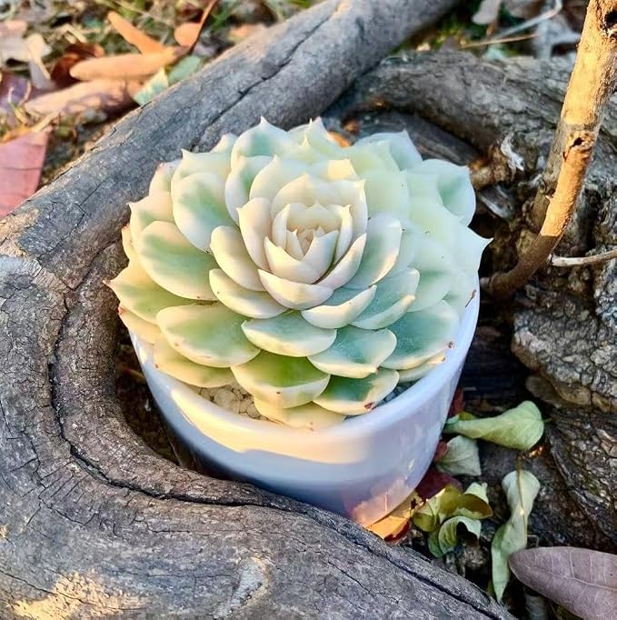 Live Succulents Plants,Echeveria Onslow Variegated 3.2 inches Mini Indoor Plants,Bare Root Without Pot Soil Live Plant,Succulents Plants Live for Gift Party Wedding Garden Baby Shower DIY Decor
