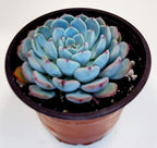 4" Echeveria Minima, 1 Live Succulent Potted with Soil Mix, Real House Plant for Party Favors Home Indoor Outdoor Garden Wedding Decoration DIY Projects Gift, Fully Rooted in Planter by Fatplants