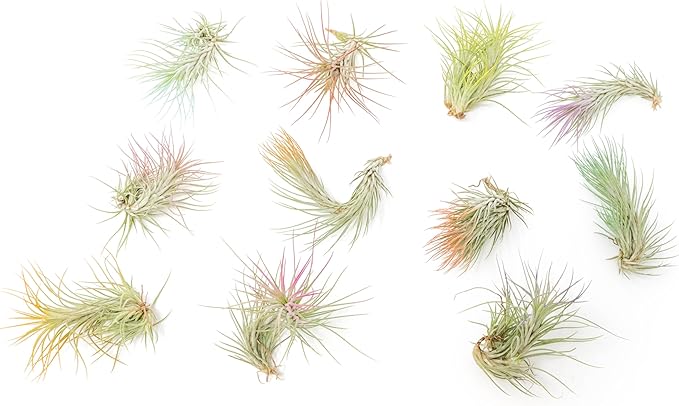 Raspberry Colorful Tillandsia Air Plants - Long Lasting Color Enhanced Live Tillandsia Succulent House Plants - Home and Garden Decor - Easy Care Indoor/Outdoor Plants (Funckiana, Single)