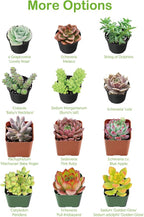String of Pearls Live Succulent, 2 Inch Fully Rooted Potted Plant, Easy Care & Drought Tolerant, Trailing Indoor Houseplant for Home Decor