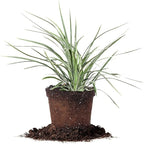 Aztec Grass - Size: 1 Gallon, Live Plant, Includes Special Blend Fertilizer & Planting Guide