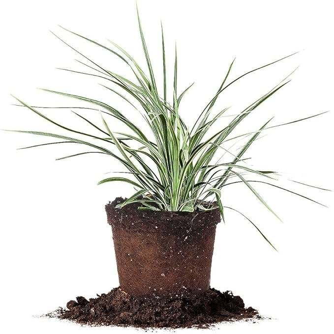 Aztec Grass - Size: 1 Gallon, Live Plant, Includes Special Blend Fertilizer & Planting Guide