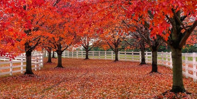 Large Two Pack of American Red Maple Shade Trees - 2 Live Plants Shipped 5 to 6 Feet Tall by DAS Farms