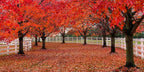 Large American Red Maple Shade Tree - Live Plant Shipped 5 to 6 Feet Tall by DAS Farms