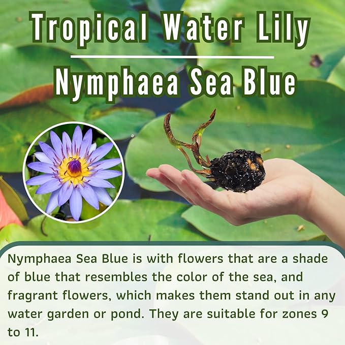 Mainam Mixed Colorful Tropical Water Lily Tuber Live Aquarium Plant for Freshwater Fish Pond Balcony Buy 2 GET Fertilizer Free (Blue Nymphaea Sea Blue)