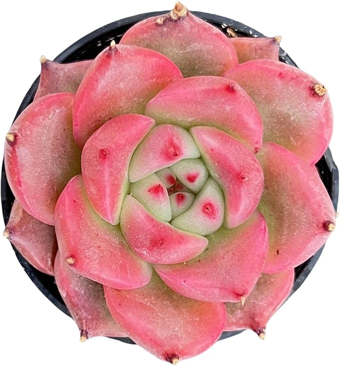 Sprout N Green Echeveria 'Honey Pink', Live Succulent Potted 2" Planter, Plant for Home Indoor Outdoor Garden Wedding Decoration Party Favors DIY Projects, Easy to Care, Pet-Friendly
