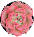 Sprout N Green Echeveria 'Honey Pink', Live Succulent Potted 2" Planter, Plant for Home Indoor Outdoor Garden Wedding Decoration Party Favors DIY Projects, Easy to Care, Pet-Friendly