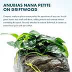 SubstrateSource Live Planted Decor - Anubias Nana Petite (Anubias barteri VAR. Nana 'Petite') on Nano Driftwood - Low to Moderate Light, Deep Green Rounded Leaves, Foreground Tank Placement - 5 Pack