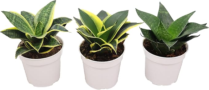 Sansevieria Snake Plants, Live Indoor Plant (3 Assorted Varieties, 4 inch)