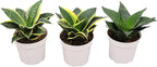 Sansevieria Snake Plants, Live Indoor Plant (3 Assorted Varieties, 4 inch)