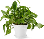 Amazon Basics Plant Pot with Saucer, 8 inch, White, 1-Pack