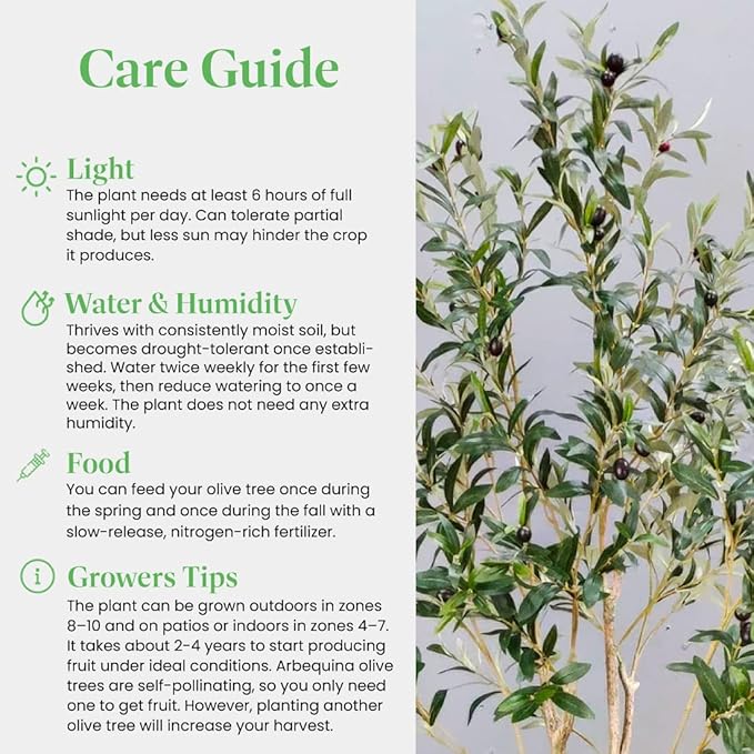 American Plant Exchange Live Olive Tree, Arbequina – Real Fruiting, Edible Indoor/Outdoor Houseplant – 8-Inch Pot, Perfect for Home, Office, Patio & Garden Décor