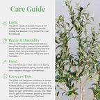 American Plant Exchange Live Olive Tree, Arbequina – Real Fruiting, Edible Indoor/Outdoor Houseplant – 8-Inch Pot, Perfect for Home, Office, Patio & Garden Décor