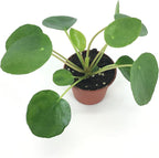 Set of 2 Pilea peperomioides Plants (2" Pot) (Chinese Money Plant/Pancake Plant/UFO Plant)