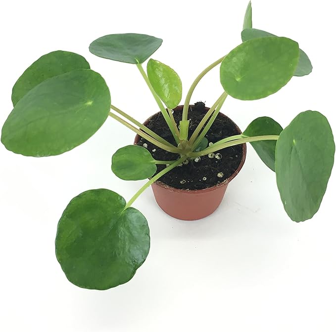 Pilea peperomioides (2" Pot) (Chinese Money Plant/Pancake Plant/UFO Plant)
