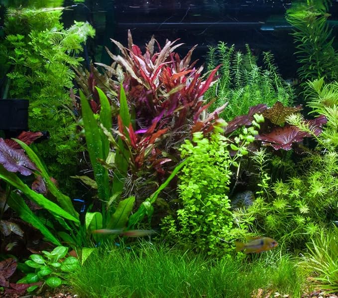 Marcus Fish Tanks - Dwarf Hairgrass Eleocharis Parvula Live Aquarium Plants Carpeting Plant for Aquatic Freshwater Fish Tank BUY2GET1FREE