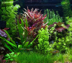 Marcus Fish Tanks - Dwarf Hairgrass Eleocharis Parvula Live Aquarium Plants Carpeting Plant for Aquatic Freshwater Fish Tank BUY2GET1FREE