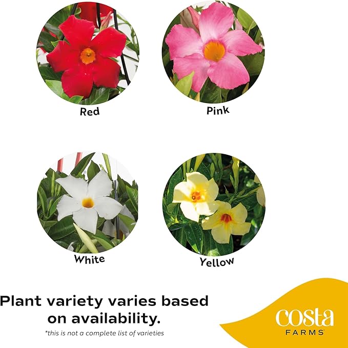 Costa Farms Premium Flowering Mandevilla Hanging Basket Live Outdoor Plant, 20-Inches Tall, Grower Choice Flowers, 1.5-GAL, 2-Pack