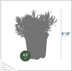 Live Aromatic and Edible Herb - Lavender (4 Per Pack), Natural Sleep Enhancer, 6" Tall by 4" Wide in 1 Pint Pot