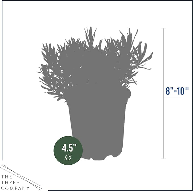 Live Aromatic and Edible Herb - Lavender (4 Per Pack), Natural Sleep Enhancer, 6" Tall by 4" Wide in 1 Pint Pot