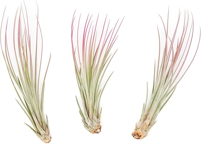 Raspberry Colorful Tillandsia Air Plants - Long Lasting Color Enhanced Live Tillandsia Succulent House Plants - Home and Garden Decor - Easy Care Indoor/Outdoor Plants (Juncea, Single)