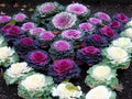 Seeds Flowering Kale Cabbage Ornamental Decorative Large-Leaved Mix Beatiful Cut Flowers for Planting Non GMO