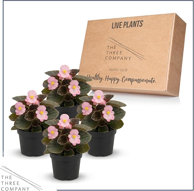 Live Begonia - Dark Leaf Cocktail Pink (4 Per Pack), Beautiful Shade Annual, Ships 8" Tall by 4" Wide in 1 Pt Pot