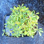 Brussel's Bonsai Live Hawaiian Umbrella Bonsai Tree - Medium, 5 Year, 6 to 10 Inches Tall - Indoor Bonsai Tree with Water Bonsai Pot