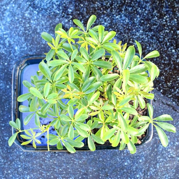 Brussel's Bonsai Live Hawaiian Umbrella Bonsai Tree - Medium, 5 Year, 6 to 10 Inches Tall - Indoor Bonsai Tree with Water Bonsai Pot