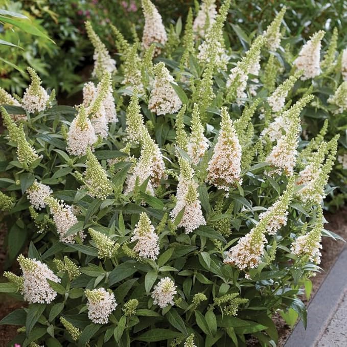 White Butterfly Bush Live Shrub Plant Shrub, Buddleia Bush Well Rooted, 5 to 10 Inc Tall