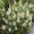 White Butterfly Bush Live Shrub Plant Shrub, Buddleia Bush Well Rooted, 5 to 10 Inc Tall