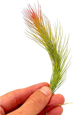 ragnaroc Air Plants - Tillandsia Funckiana Hybrid, Large 5-7" - 1ct - Live Arrival Guaranteed - House Plants for Home Decor & Gift