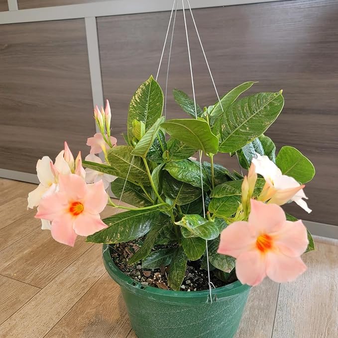 Mandevilla Plants (Giant Peach, 12" Hanging Basket)