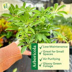 Thorsen's Greenhouse Live Arboricola Umbrella Tree Plant, Schefflera Arboricola, Natural Air Purifier, Easy to Grow, Live Indoor Houseplant, 6-inch Diameter (Navy (6" Pot))