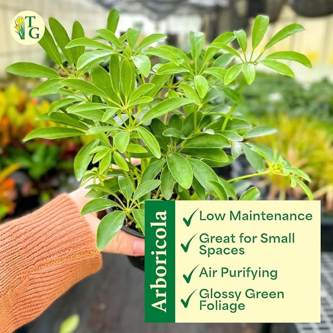 Thorsen's Greenhouse Live Arboricola Umbrella Tree Plant, Schefflera Arboricola, Natural Air Purifier, Easy to Grow, Live Indoor Houseplant, 4-inch Diameter (White)