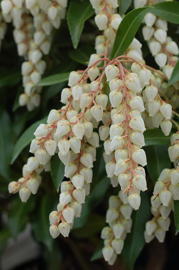 Pieris jap. 'Compacta' (Compact Japanese Andromeda) Evergreen, #3 - Size Container
