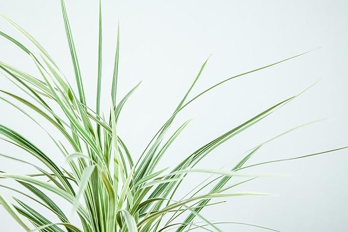 Aztec Grass - Size: 1 Gallon, Live Plant, Includes Special Blend Fertilizer & Planting Guide