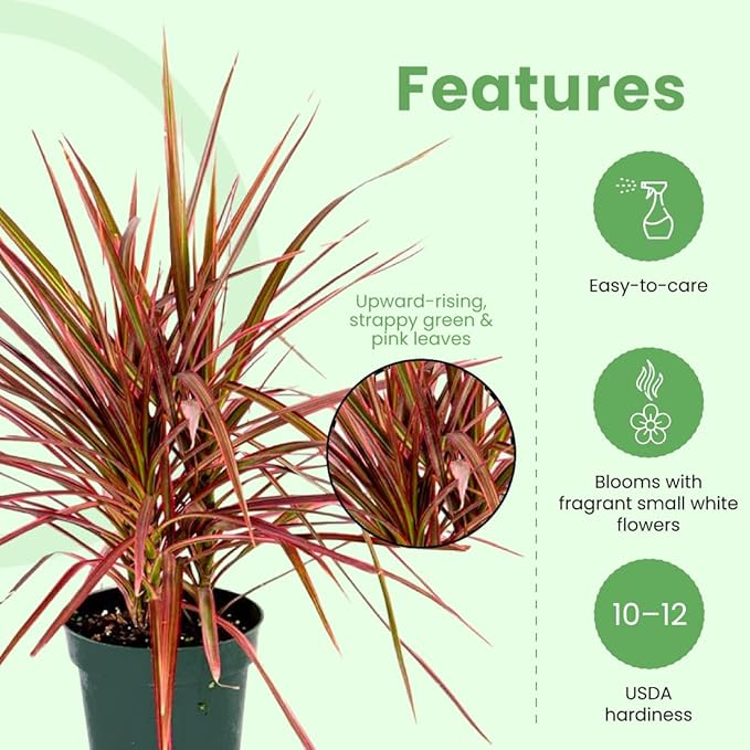 American Plant Exchange Dracaena 'Colorama' – 6-Inch Pot – Live Colorful Houseplant with Pink and Green Striped Foliage, Easy Care Indoor Plant for Desks, Shelves & Home or Office Décor