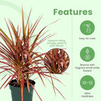 American Plant Exchange Dracaena 'Colorama' – 6-Inch Pot – Live Colorful Houseplant with Pink and Green Striped Foliage, Easy Care Indoor Plant for Desks, Shelves & Home or Office Décor