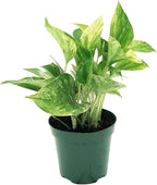 Live Pothos Plants - Epipremnum aureus Golden Pothos and ‘Marble Queen Pothos’ Bundle - ragnaroc Tropical Plant 5-8” Tall - 2ct Live Arrival Guaranteed - House Plants for Home Decor & Gift